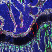 ocr cells